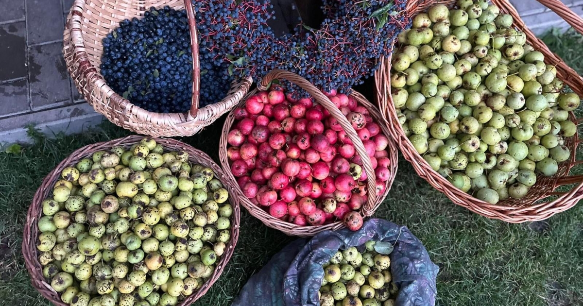 Az erdők két ősi kincse